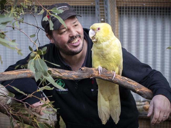 Bonorong Wildlife Sanctuary director Greg Irons with a yellow tailed black cockatoo with leucism at Brighton. Picture: Chris Kidd