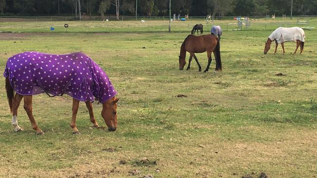 Horses agisted on the former Bramble Bay Pony Club site on Telegraph Rd, Fitzgibbon. Picture: Michelle Smith