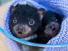 Cheeky devils: Joeys get royal treatment from brothers