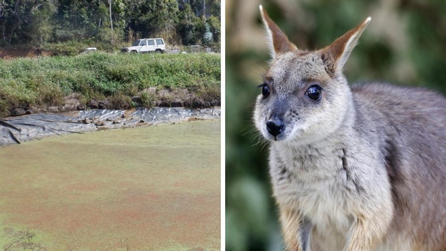 A man has been fined over $16,000 after he built a dam on a protected national park that’s one of the only known habitats of the endangered Proserpine rock wallaby. Picture: Dep Environment and Science / JERAD WILLIAMS