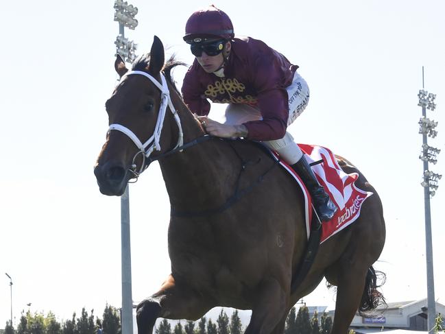 Climbing Star (NZ) ridden by Zac Spain wins the AFC - Peter & Lavella Darose Maiden Plate at Cranbourne Racecourse on September 28, 2022 in Cranbourne, Australia. (Photo by Pat Scala/Racing Photos via Getty Images)