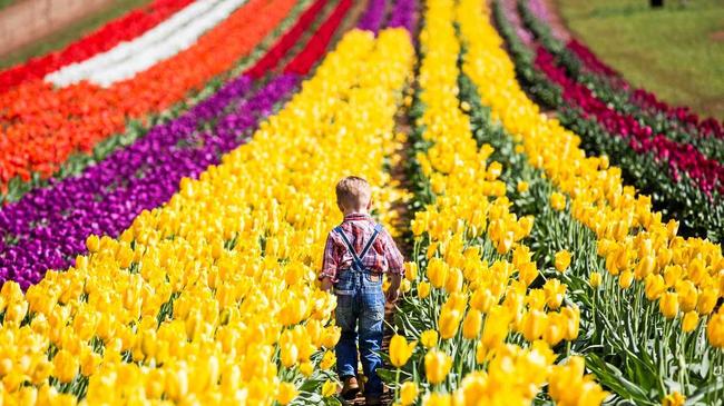 The Tesselaar Tulip Festival is on every spring in Silvan, Victoria. Picture: Contributed