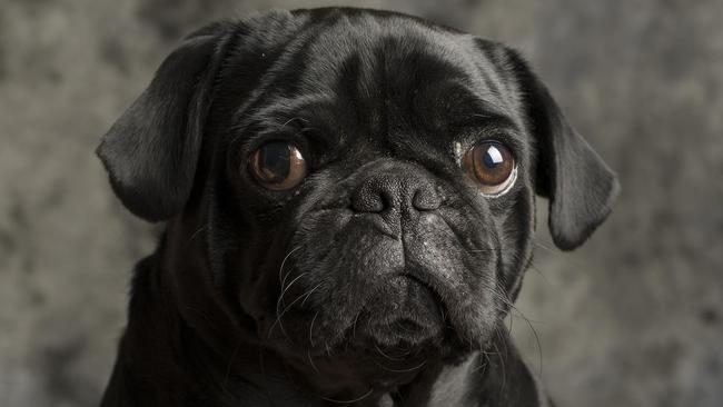 The murdered dog was a black pug, like this one