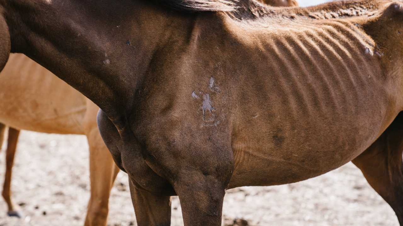 Police claim 13 horses were found dead and another eight emaciated. Picture: SUPPLIED