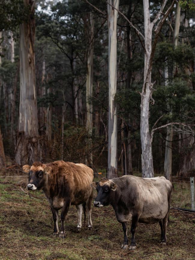 Matthew Evans got the idea for his new book while milking cows on his property at Cygnet. Picture: Adam Gibson