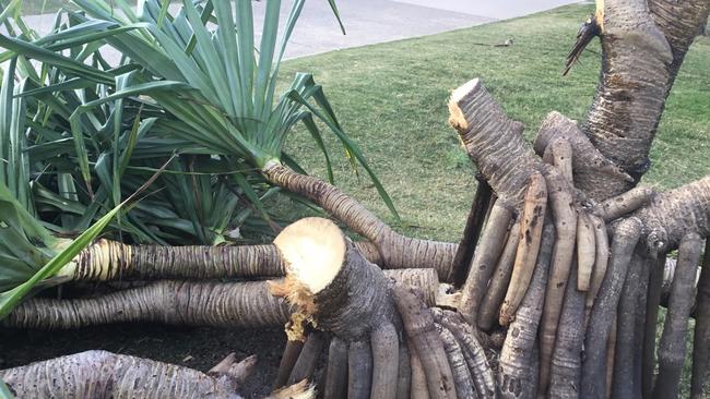 A pandanus tree which was destroyed by vandalism in Burleigh.