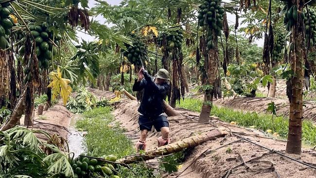 Skybury farm manager Mark MacLaughlin cuts fallen papaya trees.