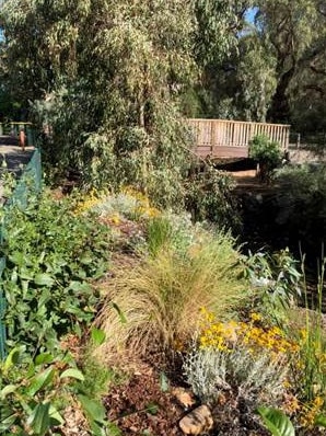 The garden bank project along Brownhill Creek at Hawthorn organised before it was removed.