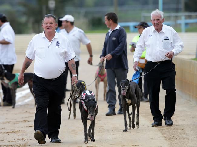 Handlers with greyhounds at the Bathurst Greyhound Club yesterday. Picture: Jonathan Ng