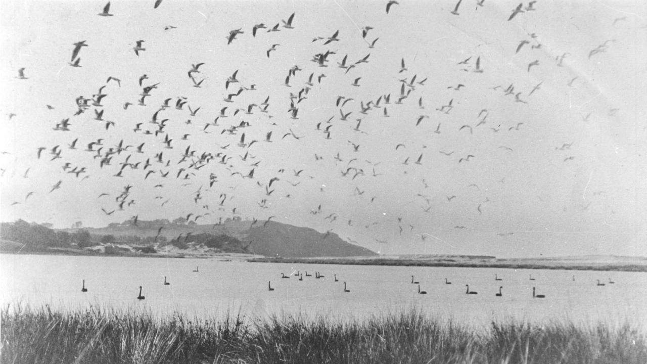 How a council fought to save Dee Why Lagoon