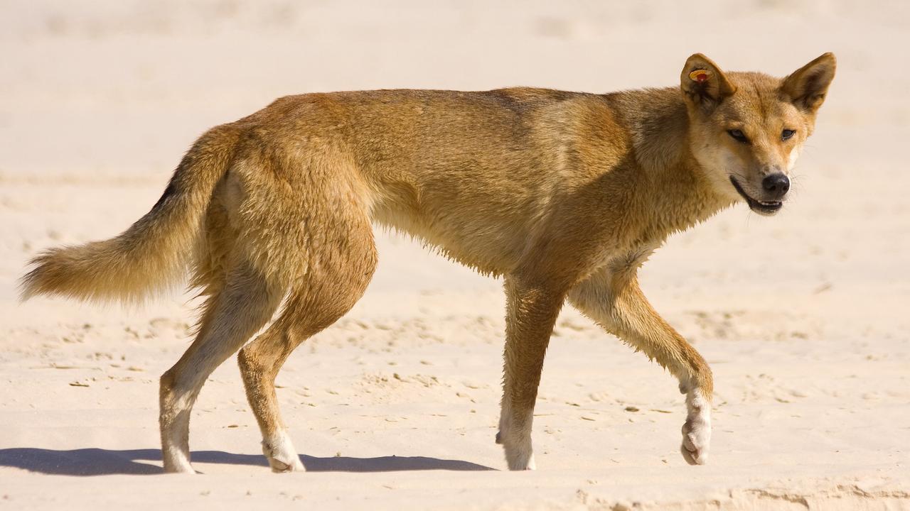 A dingo believed to have led the attack on a 24-year-old woman on a K’gari beach has been put down.