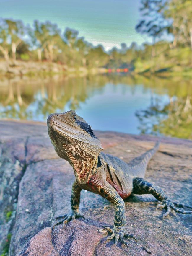 "Morning Meeting", an Eastern water dragon at Lake Parramatta. Picture: Steve Paterson