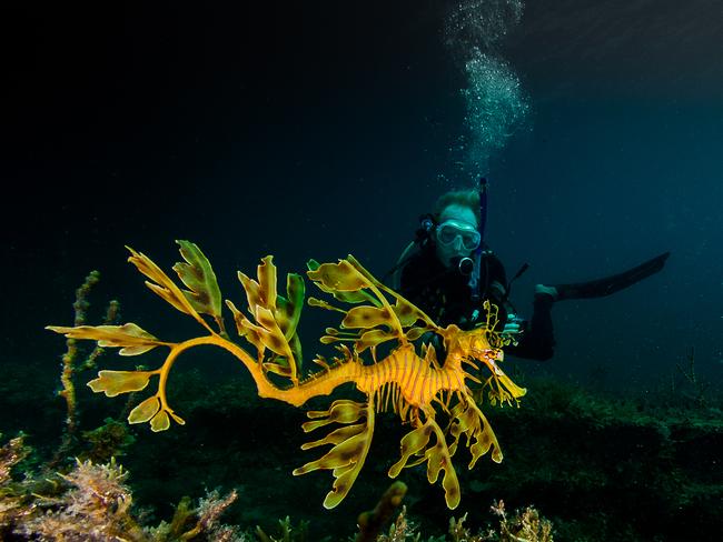 Diver admires the gracefulness of an adult Leafy sea dragon at Rapid Bay - picturehttp://www.oceanphotography.org/Carl Charter