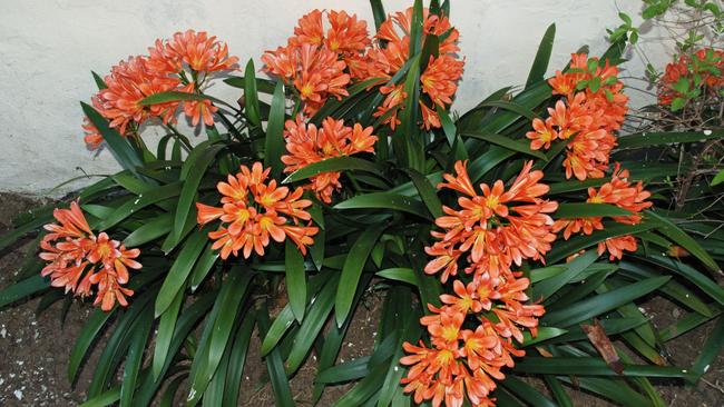 Clivia Miniata