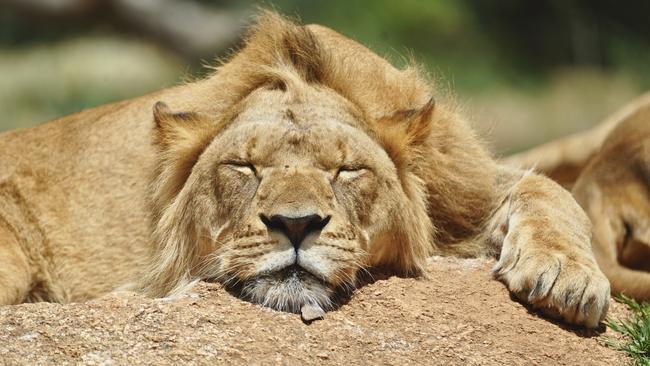 The African lion takes a snooze at Werribee Open Range Zoo. Picture: Supplied