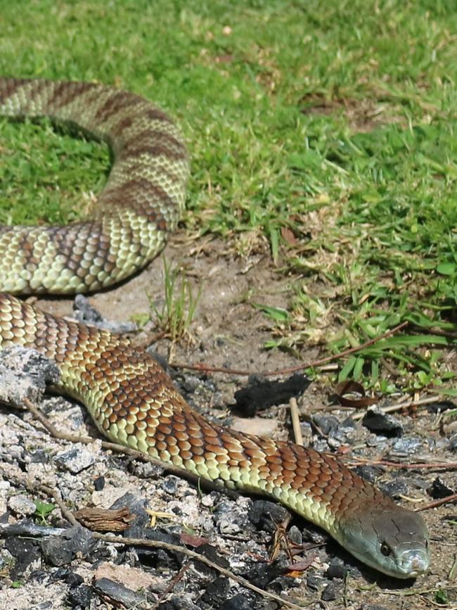 Eastern tiger snake.