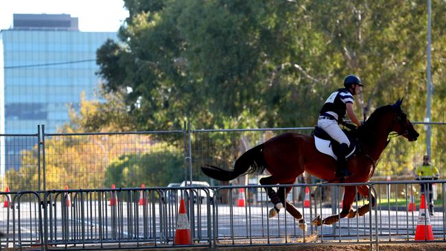 Andrew Cooper gallops through the Adelaide CBD. Picture: NCA NewsWire / Kelly Barnes