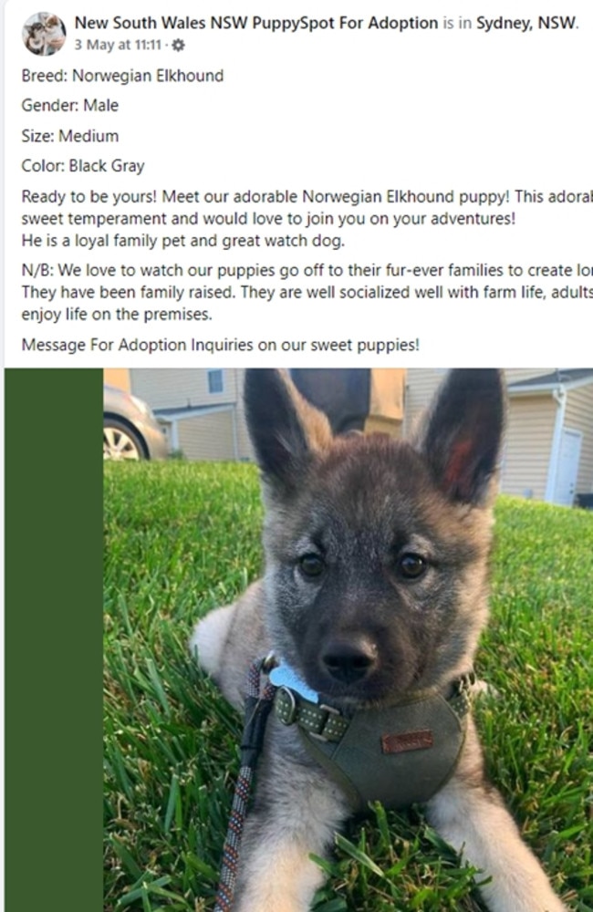 Online scam recently that popped up on facebook. It’s a puppy scam (the pics of puppies on the page turned out to be taken from a different Instagram accounts in the US and not legitimately available for adoption here in Aus). The scammer was asking our customer to make a payment and organise a pet transfer service.