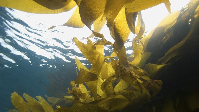 A seaweed supplement may be the answer. Picture: Supplied