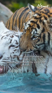 Tiger handler mauled by big cat at Dreamworld