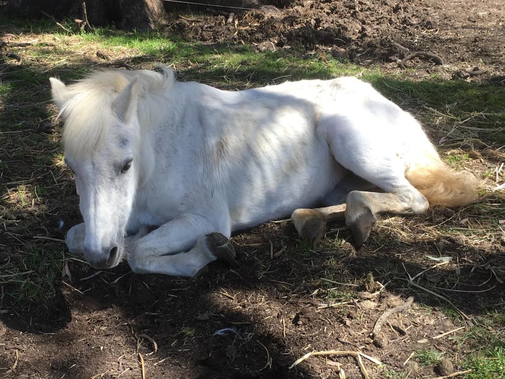 Happy the pony who was discovered with severely damaged hoofs. Picture: RSPCA.