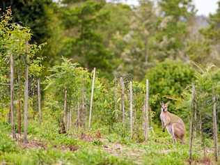 Lismore City Council is offering rural landholders small grants to undertake bushland restoration, habitat improvement and landscape regeneration on their properties. Picture: Contributed