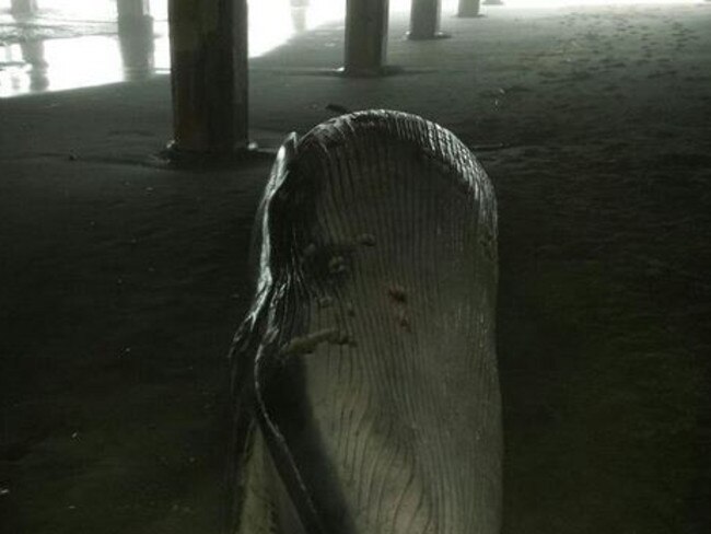 Down by the sea ... the roughly 4.5 metre whale was discovered Thursday morning below Atlantic City’s Central Pier. Picture: Twitter