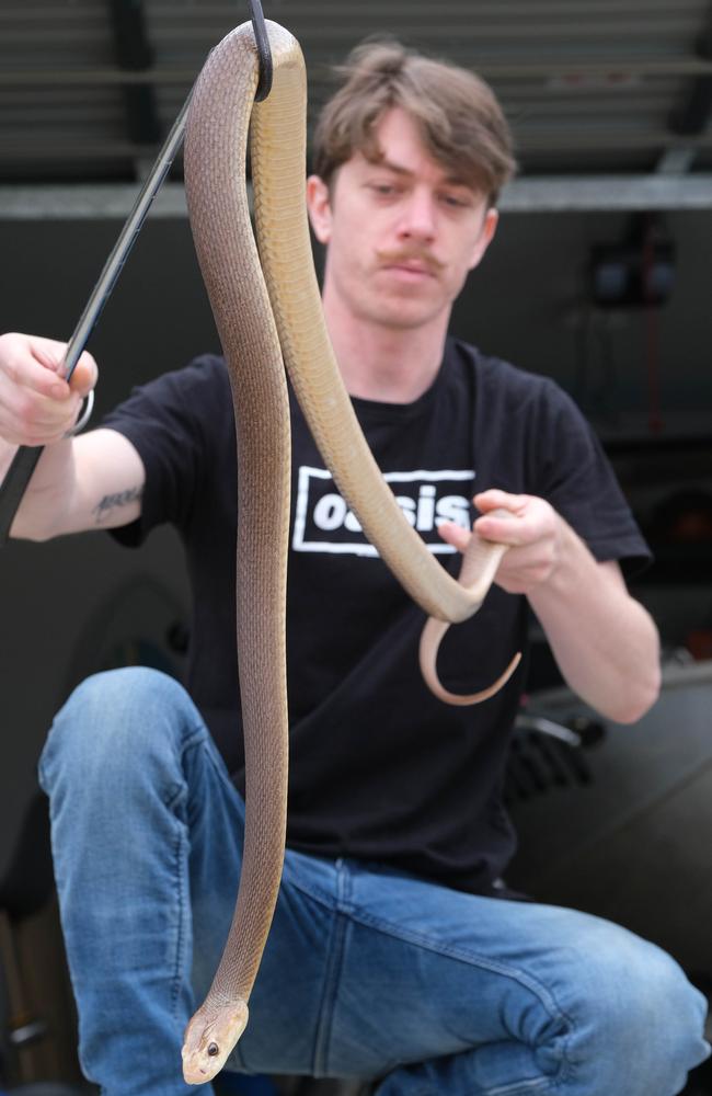 Pic shows Armstrong Creek chef Callan Crigan with his taipan Cuddles that bit him a few years back. Picture: Mark Wilson