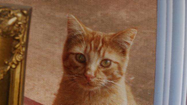 Supplied photos of cats that have damaged the ute of Howrah resident Robin O'Byrne. Picture: Supplied