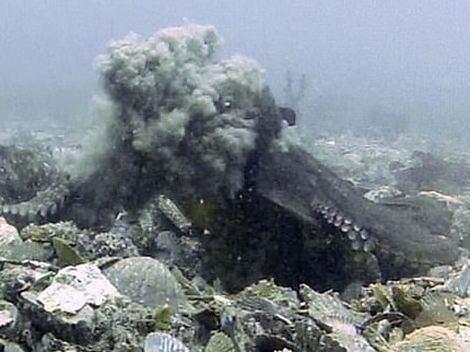 Female octopuses throw things at males sexually harassing them. Picture: