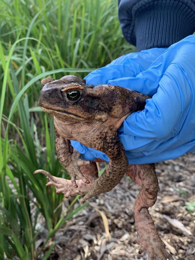 The public should not touch cane toads.