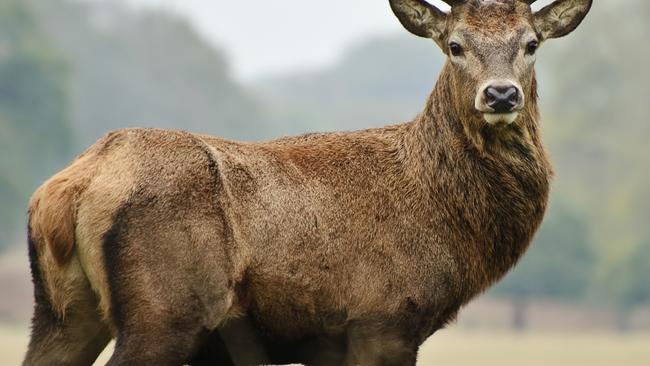 Generic picture of a deer for story about motorcyclist who collided with one in Orangeville.