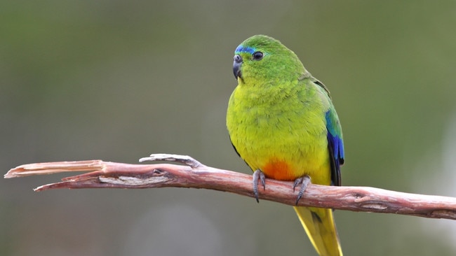 Scientists are racing to determine how and why one of Australia’s rarest birds is dying off young and at an alarming rate.