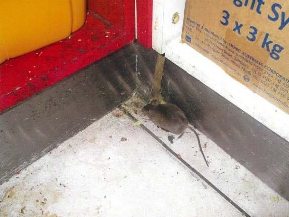 A West End restaurant has been fined thousands after a dead mouse was located on its dry store room floor.