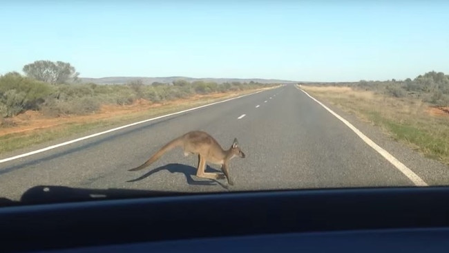 A Kangaroo as seen out the front windscreen of a car. Picture: Supplied