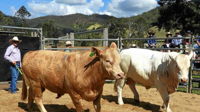 John Mercer in the sale ring with red factor KV N&#39;Everest, which sold for $7500, and KV Napoleon, which sold for $8000.