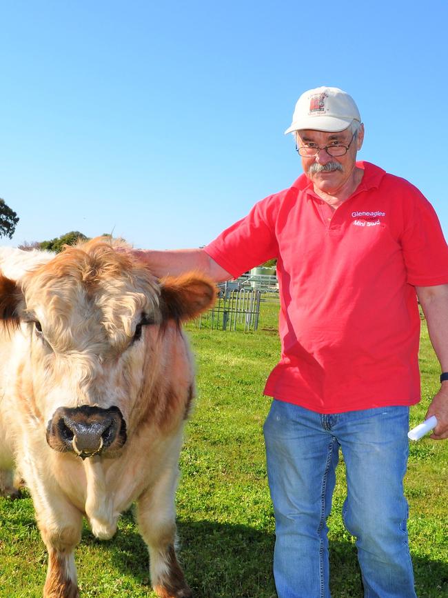 Easy handling: The Gleneagles Mini Galloway herd gets plenty of attention from owners Ian and Rhonda Bull, with feed including irrigated pasture and hay.