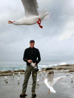 Pretty as a picture: Photographer wins place in final for seagull photo ...