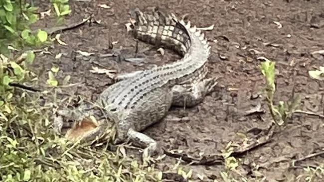 A crocodile was spotted at Rapid Creek. Picture: Joann Hewett