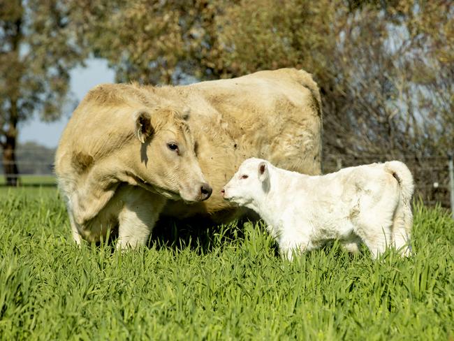 SPRING BULL GUIDE 2024: Chenu Charolais Beck Keeley and Colin Pickering from Chenu Charolais at Inglewood with their stud cattle.Pictured: Beck Keeley and Colin Pickering from Chenu Charolais with their spring calvers.Picture: Zoe Phillips