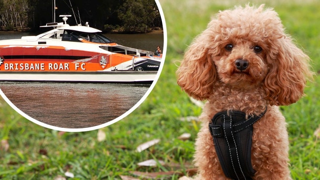 Bowie’s big day out: Toy poodle’s hairy ferry adventure in Brisbane