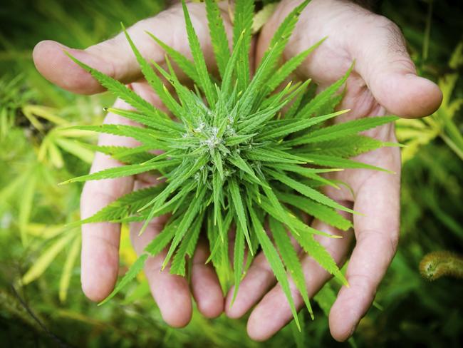 cannabis plant for medicinal cannabis column by Jane Fynes Clinton
