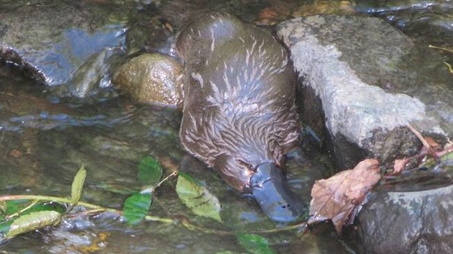A platypus in the Hobart Rivulet. Picture: ANNETTE TYSON