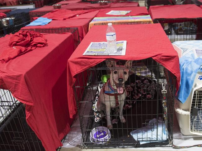 Dogs sit inside their cages as hundreds of people gather in a pet-friendly emergency shelter at the Miami-Dade County Fair Expo Center in Miami, Florida, September 8, 2017, ahead of Hurricane Irma. Florida Governor Rick Scott warned that all of the state’s 20 million inhabitants should be prepared to evacuate as Hurricane Irma bears down for a direct hit on the southern US state. Picture: AFP
