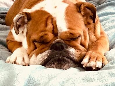 Roly, a 2-year-old British bulldog, enjoys some beauty sleep. Submitted by Louise Ward.