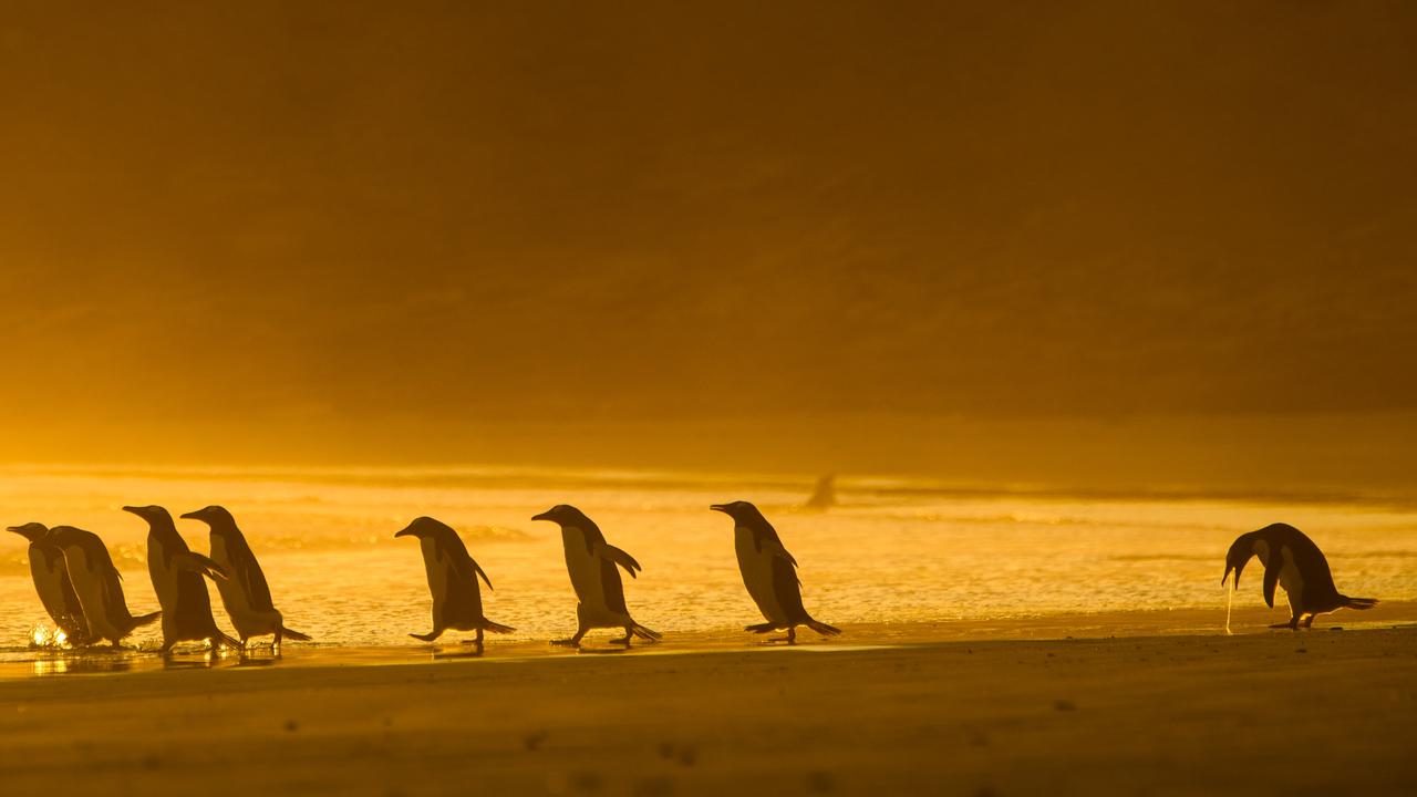 “I could puke”, Gentoo Penguin, Falkland Islands, a finalist of Comedy Wildlife Photo Awards 2020. Picture: © Christina Holfelder/Comedy Wildlife Photo Awards 2020