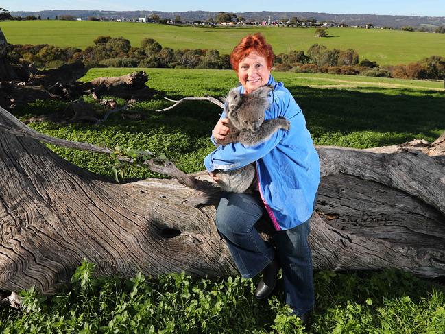 Friends of Glenthorne member Rae Campbell with Honey the koala. Picture: Tait Schmaal