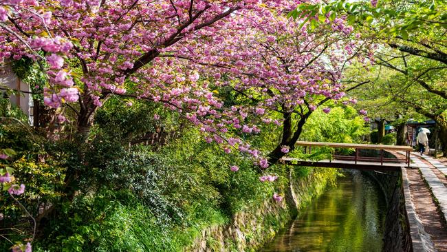 Kyoto’s famous Philosopher's Walk comes to life with cherry blossoms.