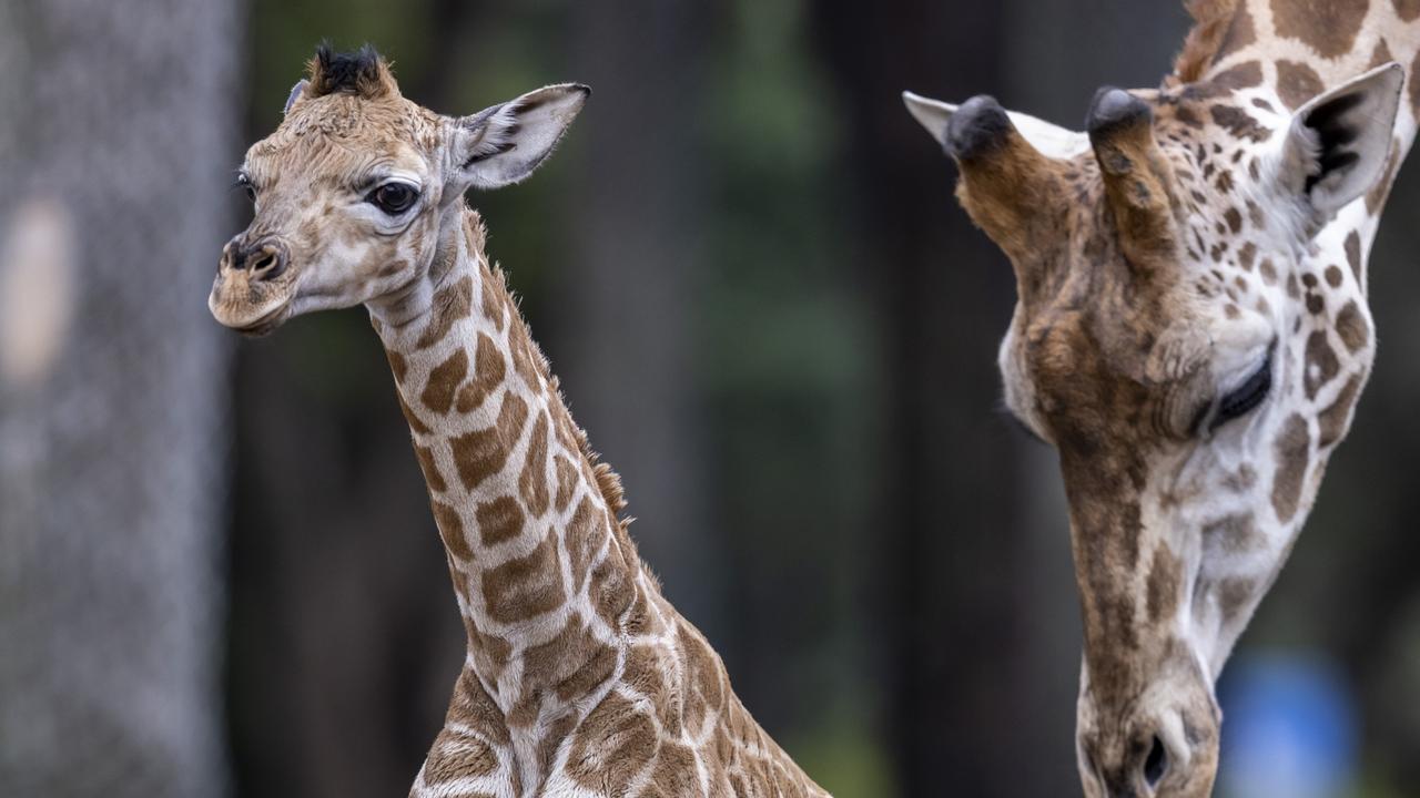 Taronga Western Plains Zoo welcomes new giraffe calf as lion cubs make ...