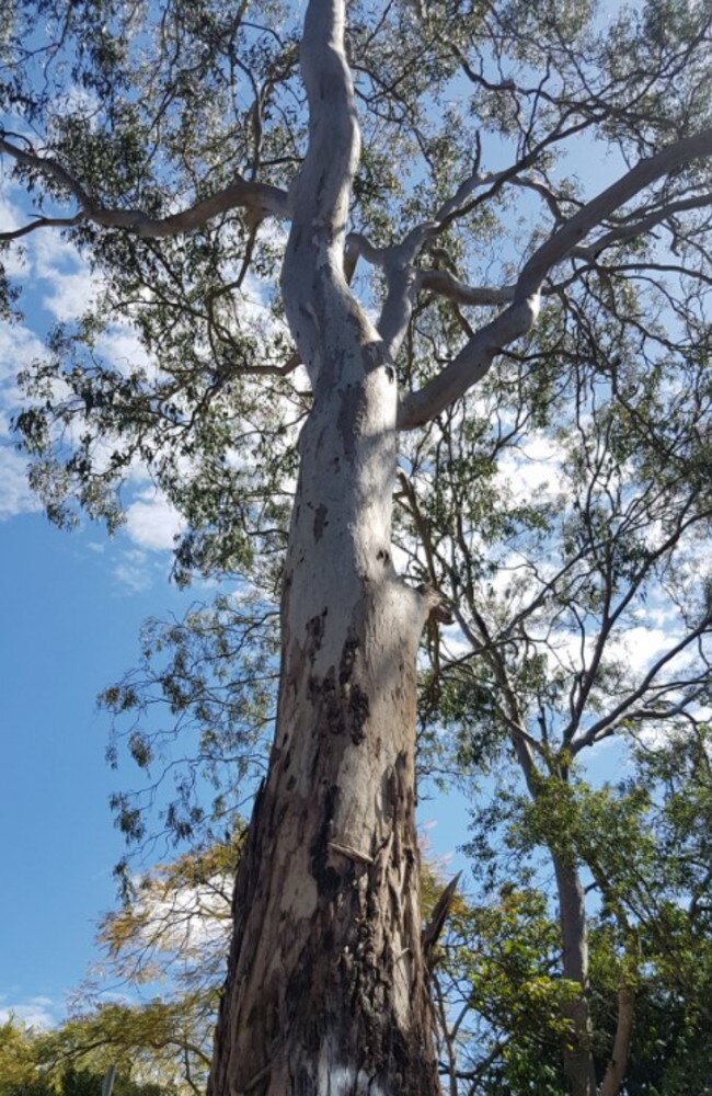 A huge gum tree on Indooroopilly Rd marked for removal.